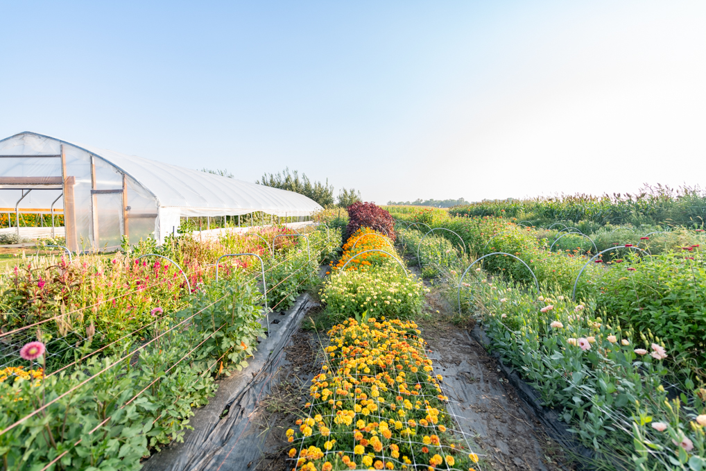 Kitchen Garden Tea Towels - Four Acres Living