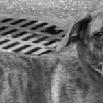 PetMAIN