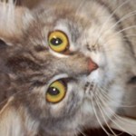 catTEASER