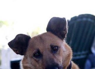 Shelter Pets of the Month