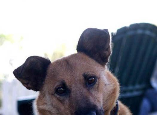 Shelter Pets of the Month