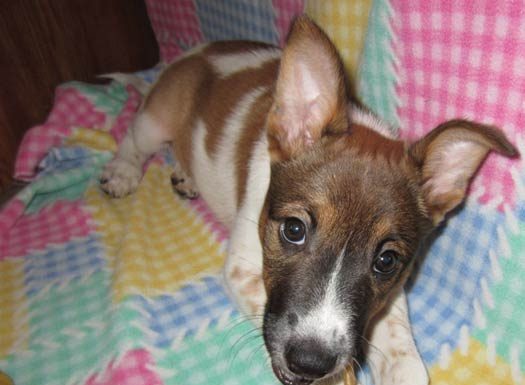 Shelter Pet of the Month