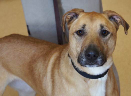 Shelter Pet of the Month