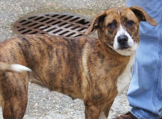 Shelter Pet of the Month: Meg