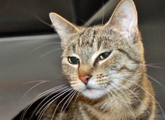 Pet of the Month: Sweetie