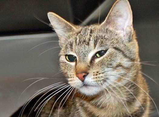 Pet of the Month: Sweetie