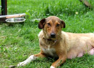 July Shelter Pet of the Month: Kennedy