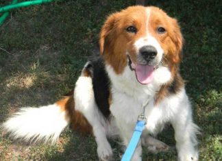 Shelter Pet of the Month: Keisha