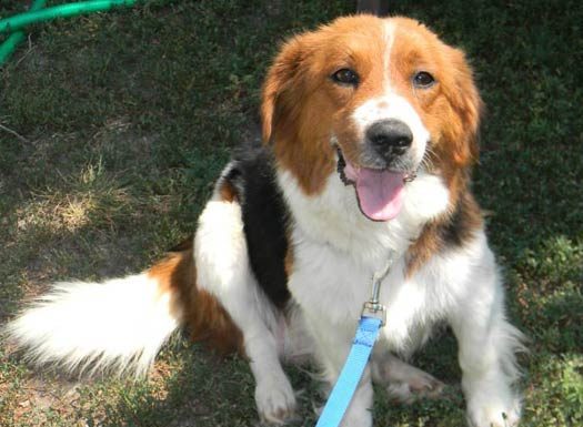 Shelter Pet of the Month: Keisha