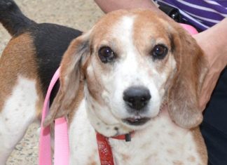 August Shelter Pet of the Month: Shiloh