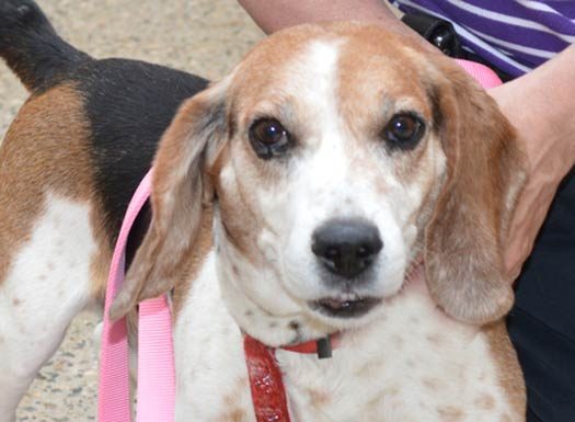 August Shelter Pet of the Month: Shiloh