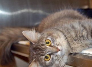 Shelter Pet of the Month: Precious