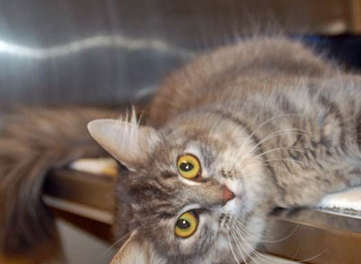 Shelter Pet of the Month: Precious