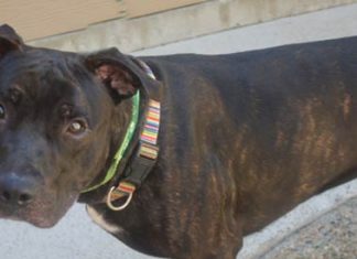 Shelter Pet of the Month: Chevy