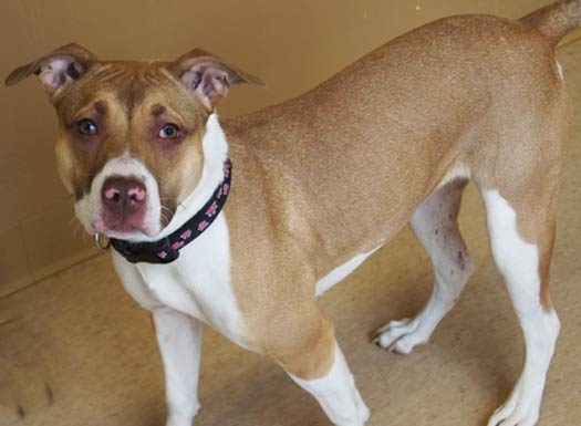 Shelter Pet of the Month: Victoria (Has been in shelter for over 300 days)
