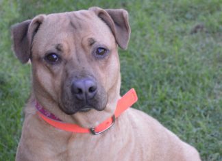 Shelter Pet of the Month: Sasha