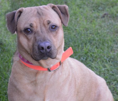 Shelter Pet of the Month: Sasha