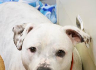 Shelter Pet(s) of the Month: Hannah & Little Dude