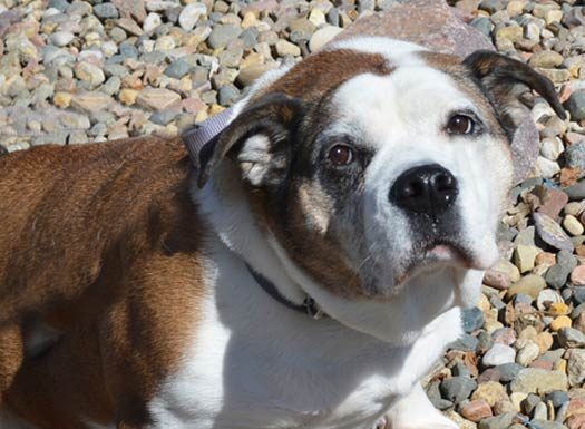 Shelter Pet of the Month: Molli