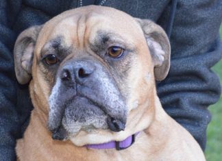 Shelter Pet of the Month: Ester Ruby
