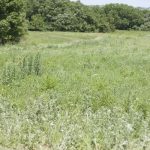 1IMG_1626 copy