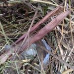 nest2