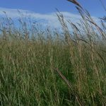 BigBluestem090913