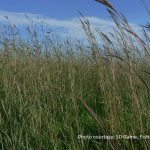 BigBluestem090913