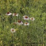 Echinacea angustifolea