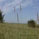 Sorghastrum nutans