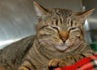 Shelter Pet of the Month: Tori