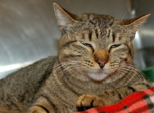 Shelter Pet of the Month: Tori