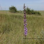 liatris