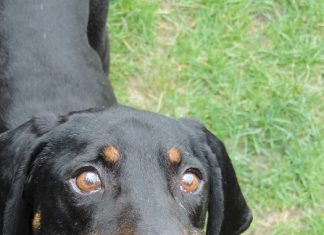 Shelter Pet of the Month: Porter