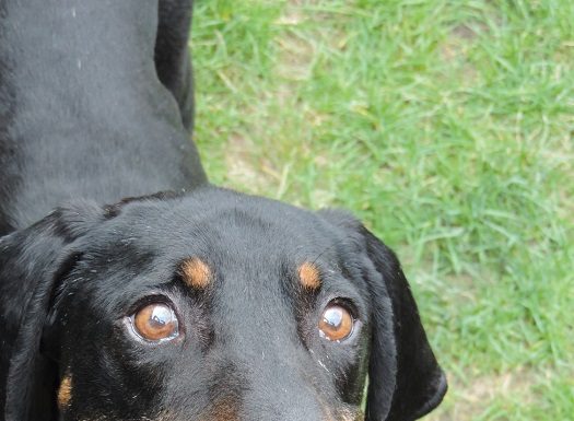 Shelter Pet of the Month: Porter