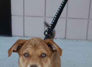 Shelter Pet of the Month: Becca