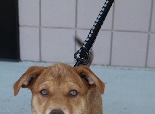 Shelter Pet of the Month: Becca