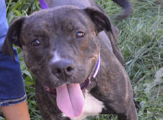 Shelter Pet of the Month: Cassie