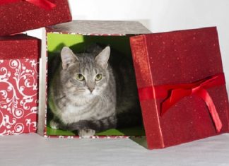 Shelter Pet of the Month: Georgia