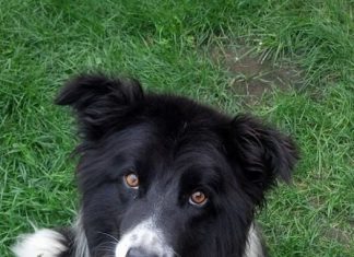 Shelter Pet of the Month: Rex