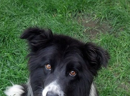 Shelter Pet of the Month: Rex