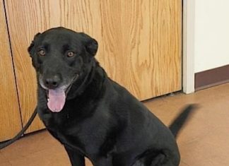 Pet of the Month: Beamer