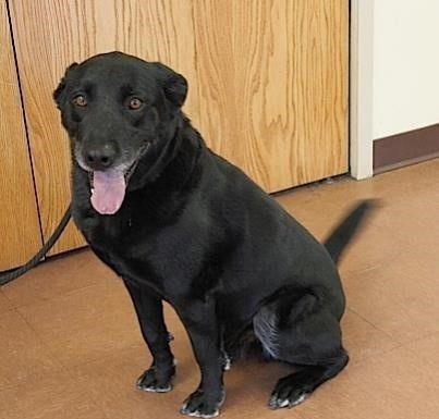 Pet of the Month: Beamer