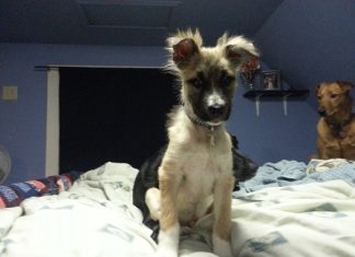 Pet of the Month: Rufus