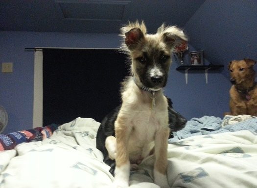 Pet of the Month: Rufus