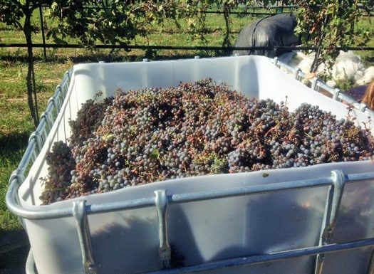 Serious Side of South Dakota Wine