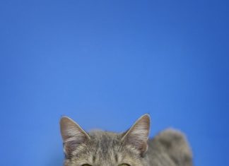 Pet of the Month: Snoopy!