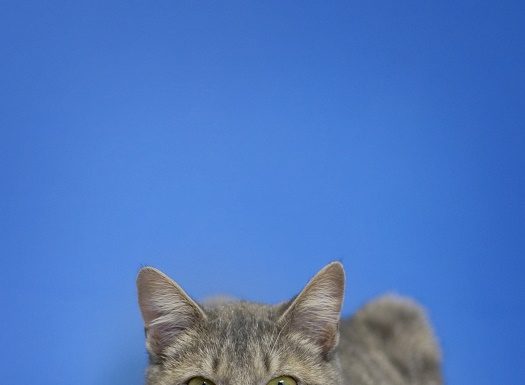 Pet of the Month: Snoopy!