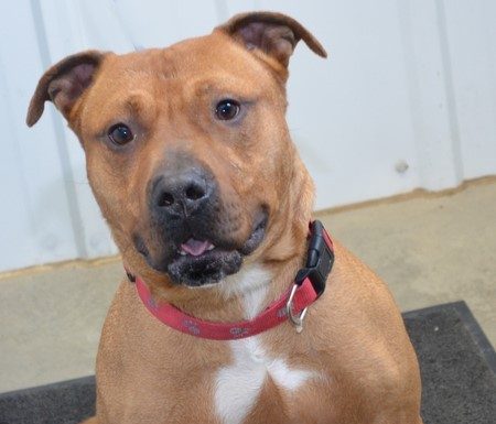 Pet of the Month: Max