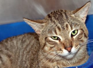 Pet of the Month: Yahtzee